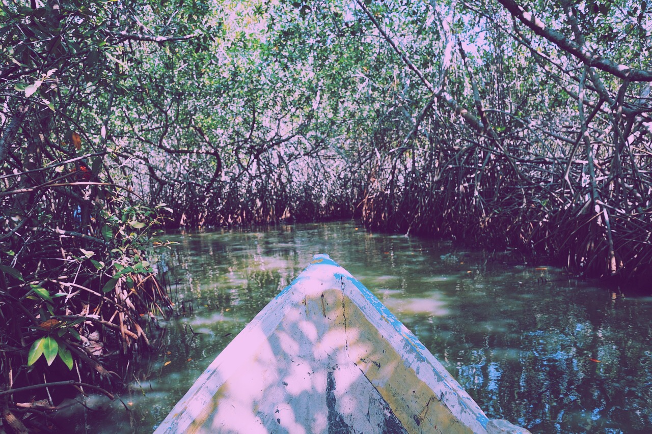 Things to do in Nusa Lembongan Mangrove