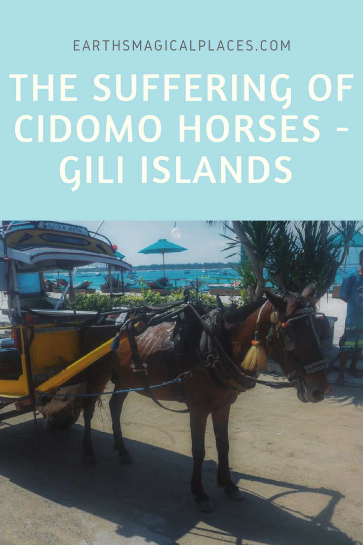 Cidomo Horses Suffering - The Price Of Tourism On The Gili Island: the Gili Islands of Indonesia are located off the coast of Lombok, near to Bali. Known as a paradise for snorkelling, beaches and famous swings, the islands (made up of Gili Air, Meno and Trawangan) have a dark secret. The suffering of the beautiful Cidomo Horses.