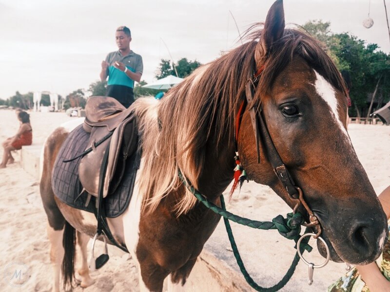 Gili Cidomo Horses