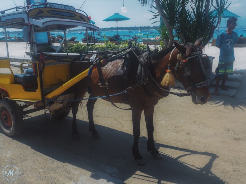 Gili T horses 