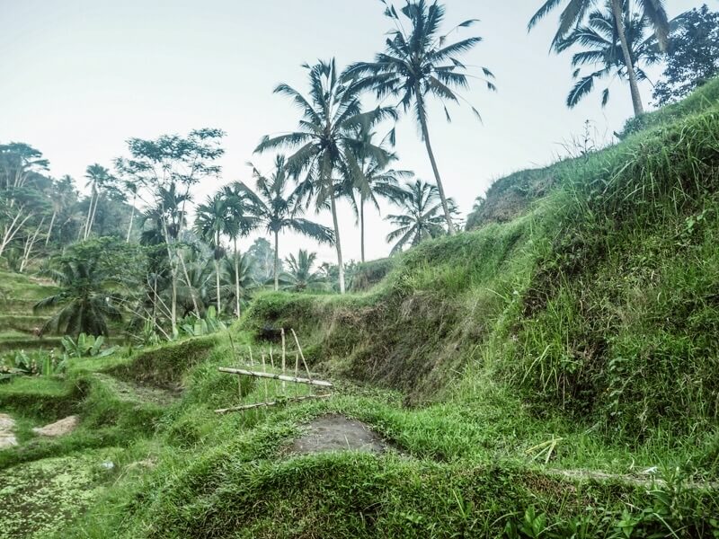 What to do in Ubud