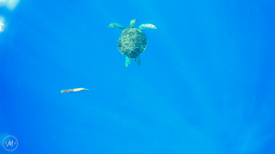 Gili Trawangan Snorkeling