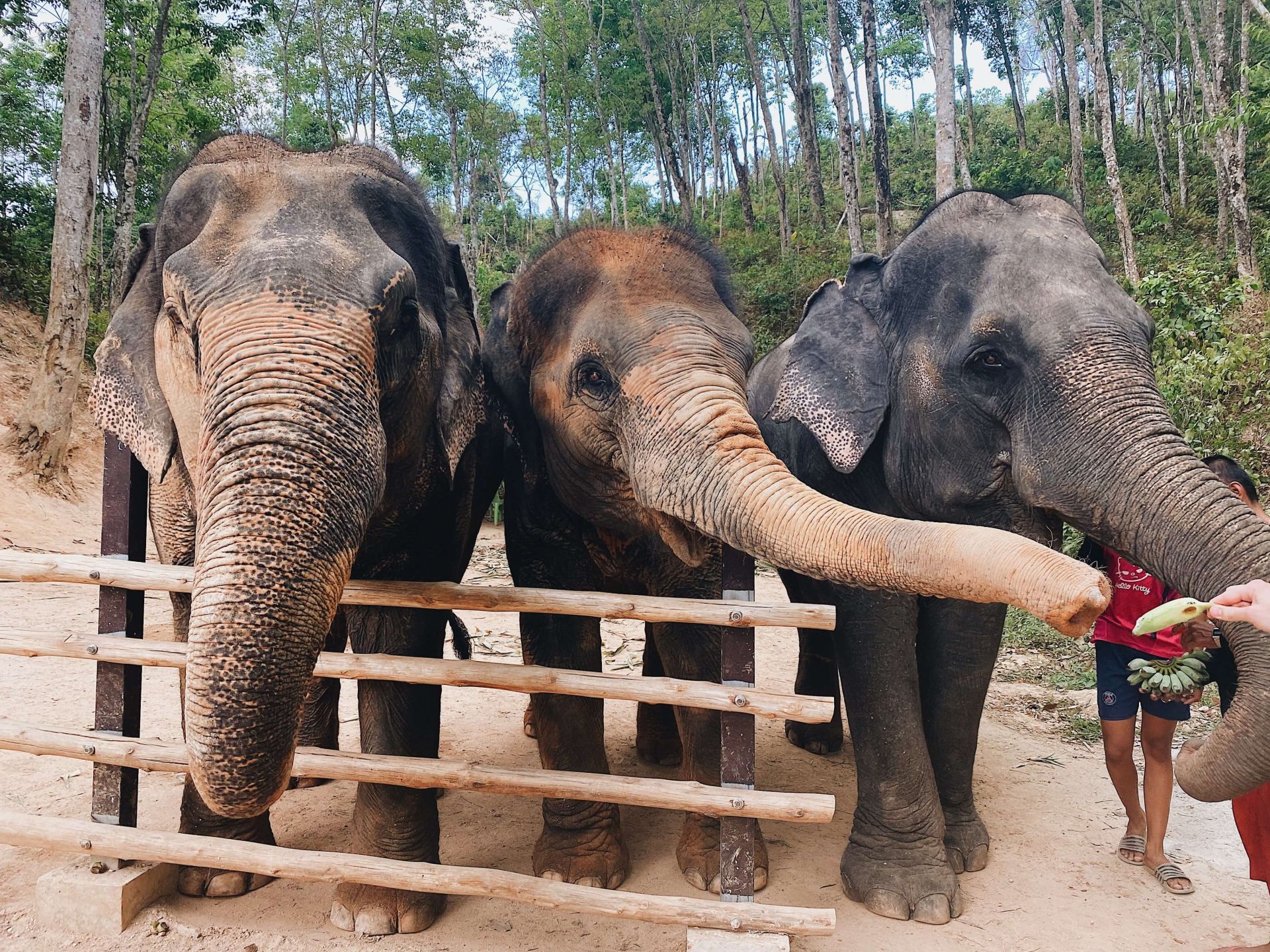 Southern thailand itinerary Phuket elephant sanctuary 