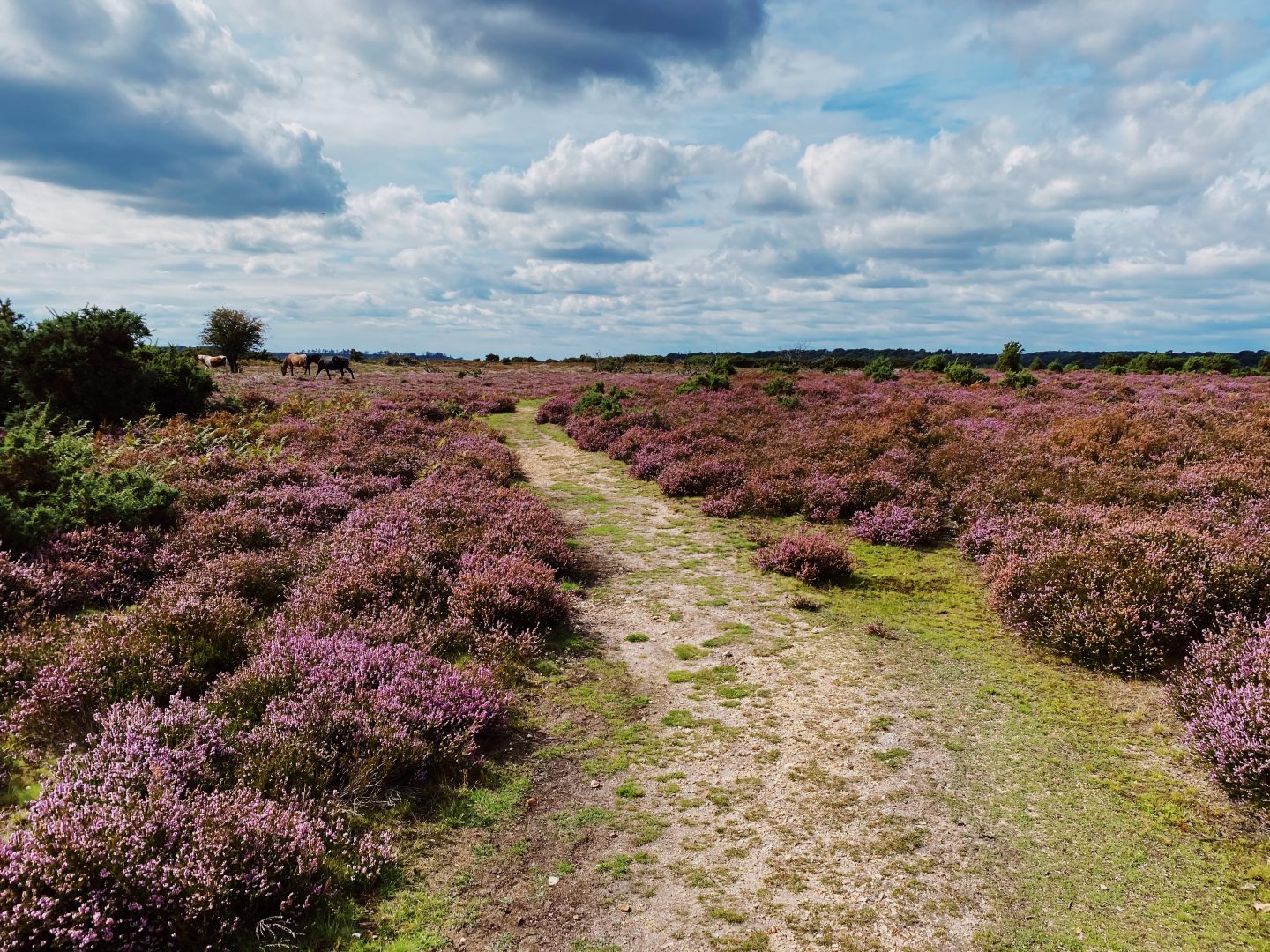 New forest walks