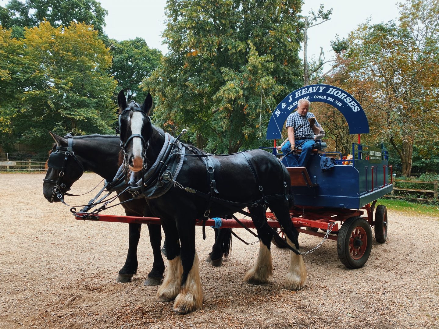 Burley New Forest Wagon Ride 