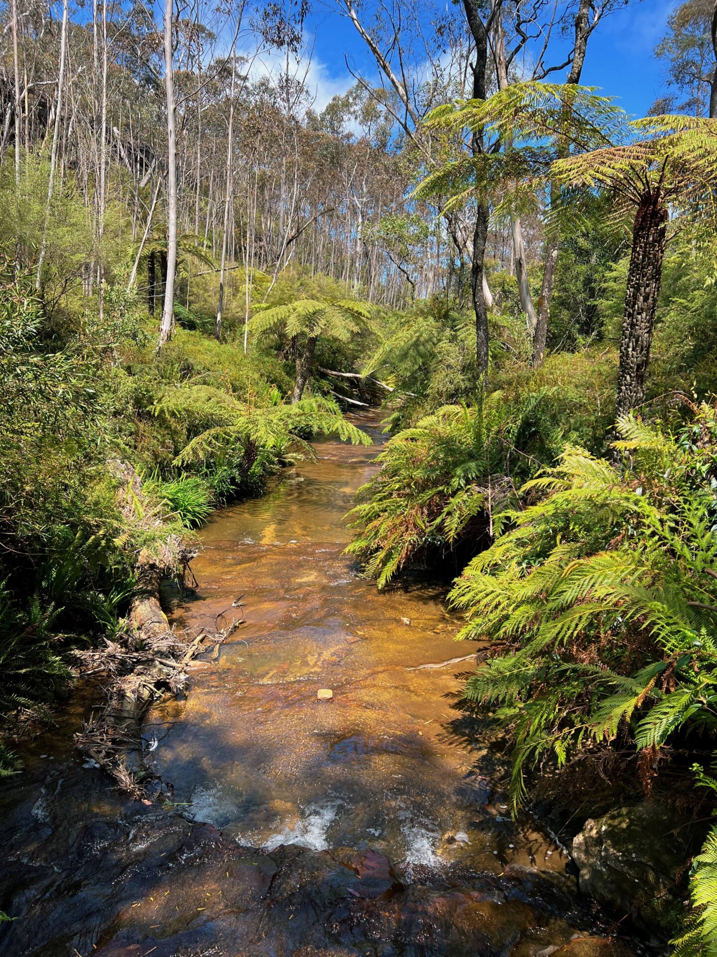 Blue Mountains sydney australia itinerary